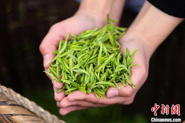 【寻味中华|饮食】早晚起云雾 黄山品毛峰