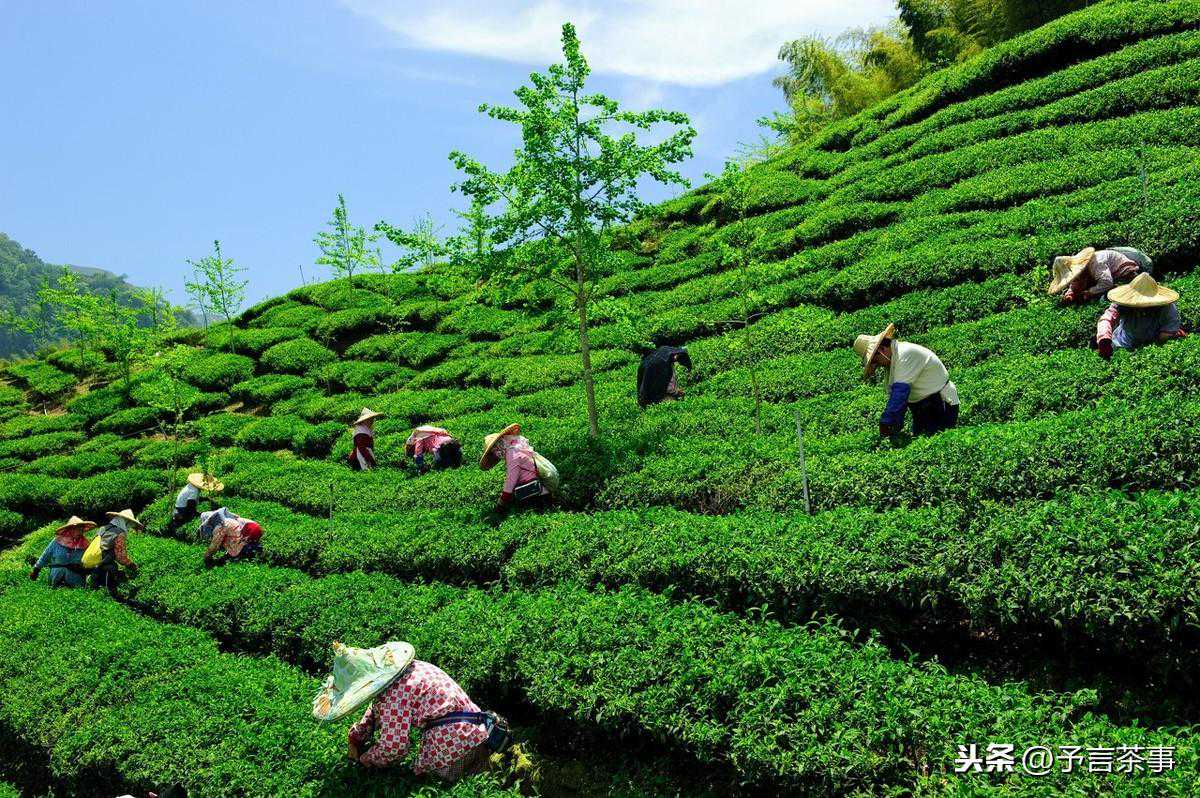 六安茶叶种植历史源于何时?为什么叫六安瓜片?看完你就懂了