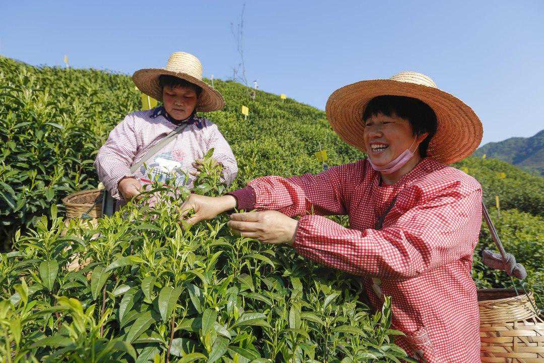 太平猴魁今日开园