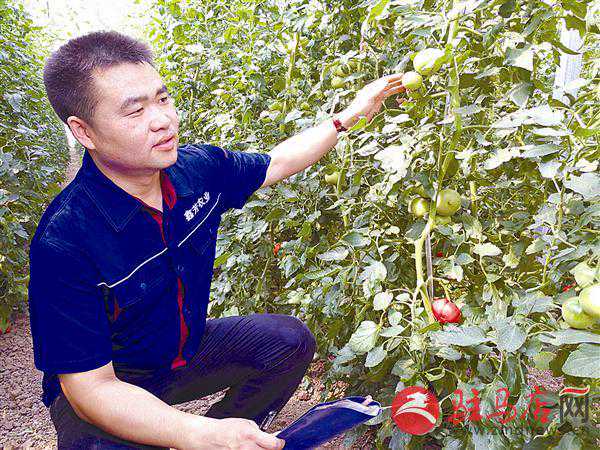 “番顺”凝乡情 “鑫芳”传真情