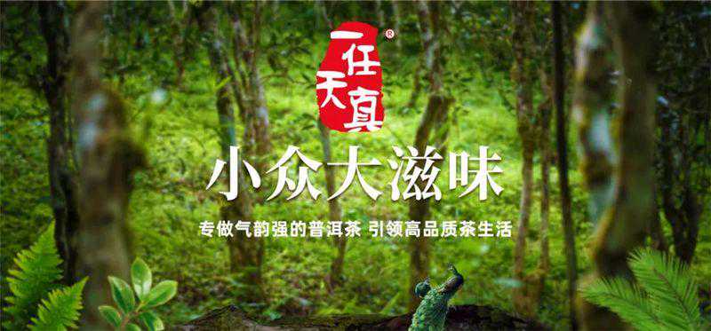 李桂荣说茶丨赫赫有名莽枝山,一香一味总关"雅"