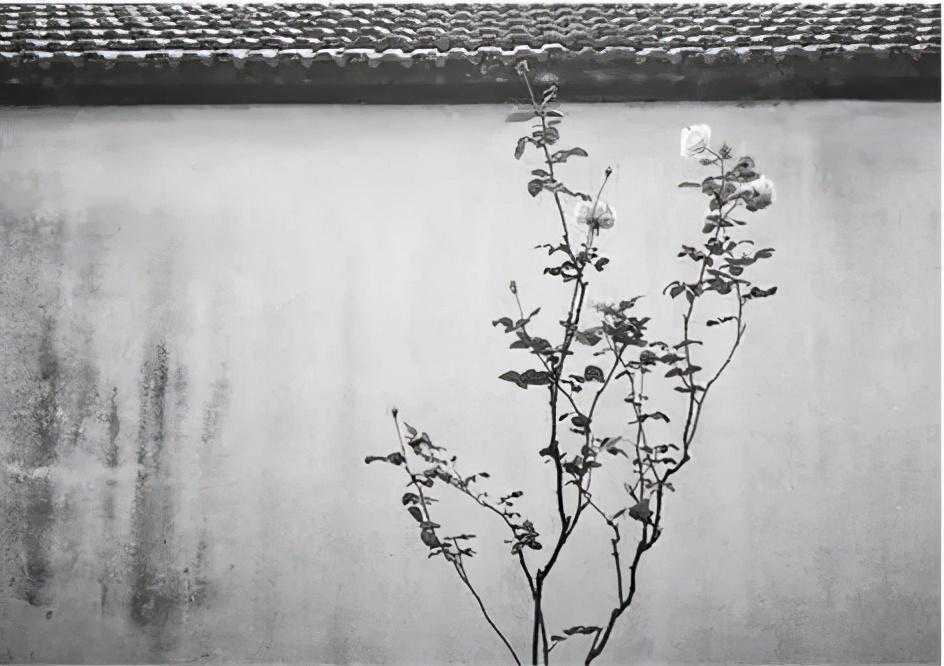 武林茶会｜一口下关沱，苦中滋味长