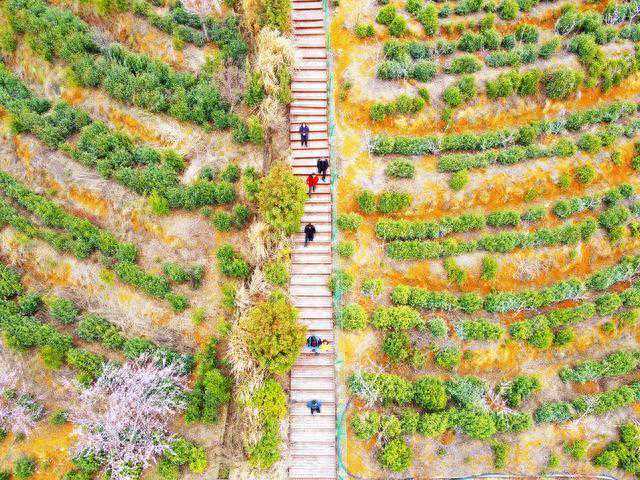 你最喜欢喝的中国茶叶，是哪一种？