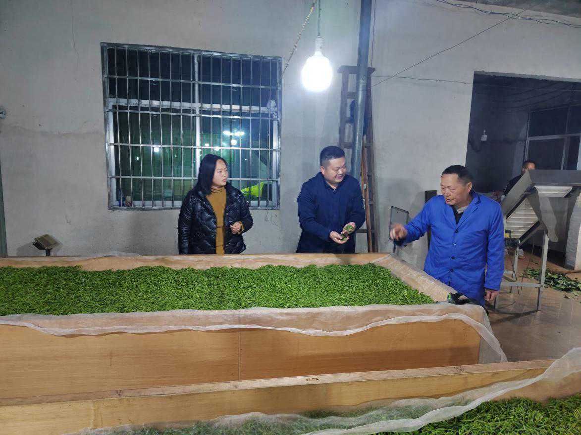 优化营商环境:“小茶叶”带动乡村“大振兴”