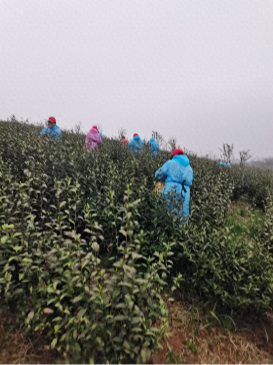风暖春山早茶香——“观茶”