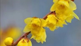 故宫御茶“三清茶"与乾隆皇帝的"三清茶”诗