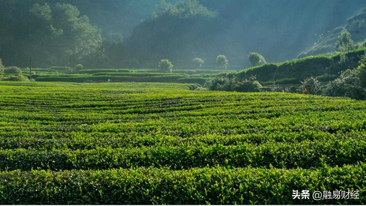 茶市快销茶上线,五大名茶免费铺货