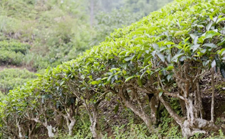 小科普(三) | 台地茶、小树茶、古树茶有什么区别