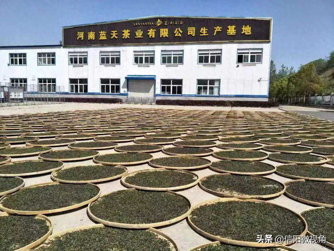 【茶人茶语】一样的信阳毛尖,不一般的蓝天茗茶