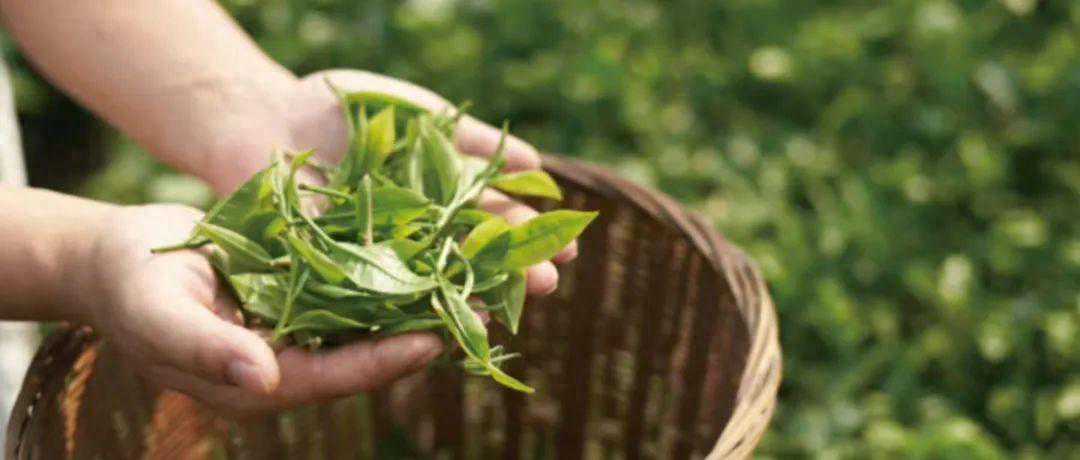 喜茶发布“真茶标准”，新茶饮要彻底开始“卷”茶了吗？