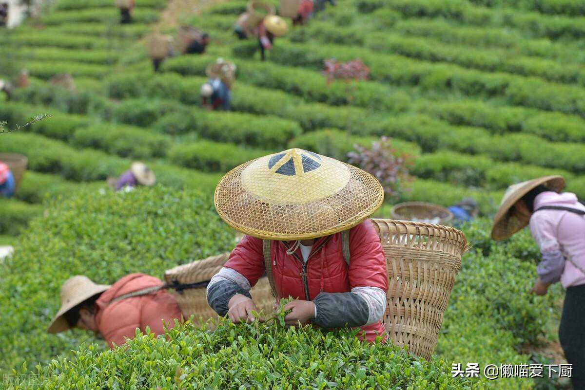春茶、夏茶、秋茶、冬茶有啥区别?“贵如金”指哪种茶?涨知识了