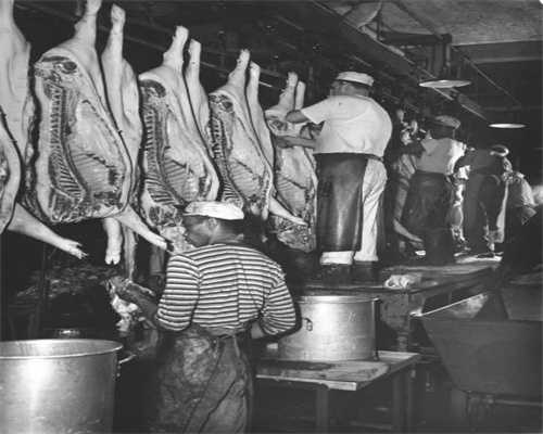 茶油树长什么样 ,茶油树种植几年能结果