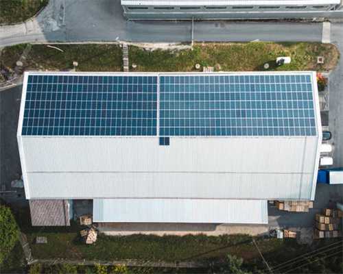 漫话传统名花——山茶